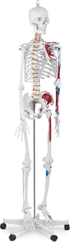 Physa Anatomisch model menselijk skelet PHY-SK-2 - levensgroot | bol.com