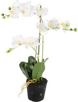 Phalaenopsis 3-tak - 63,5 cm