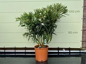 Witte Oleander - hoogte 60-80 cm