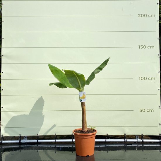 Musa basjoo