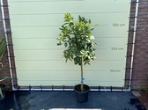 Limoenboom maat L 150 cm