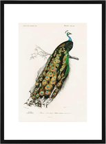 Vintage Poster Indiase Pauw - D' Orbigny - Prent Dieren & Vogels Illustratie 70cm