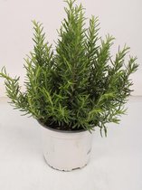 Kruid van Botanicly – Rozemarijn – Hoogte: 40 cm – Rosmarinus officinalis