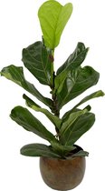 Kamerplant van Botanicly – Vioolplant  in vintage metaal pot als set – Hoogte: 75 cm – Ficus Lyrata