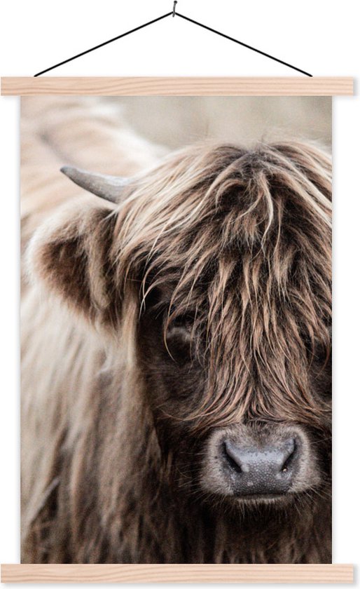Affiche scolaire - Highlander écossais - Animaux - Corne - 60x90 cm - Lattes vierges