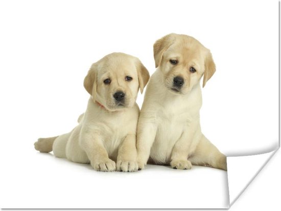 goedkoop microscoop Algemeen Poster - Twee labrador puppy's voor witte achtergrond - 80x60 cm | bol.com