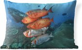 Buitenkussens - Tuin - Rode en grijze vissen bij Zuid-Afrika - 60x40 cm