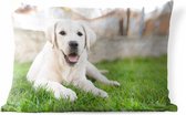 Buitenkussens - Tuin - Witte Labrador Retriever die in het gras ligt - 50x30 cm