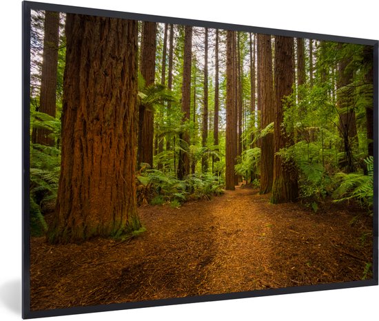 Fotolijst incl. Poster - Afbeelding van een bos met Redwood bomen - 90x60 cm - Posterlijst