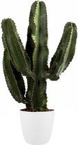 Cowboy Cactus plant incl. design pot | Cactus bekend uit alle Western films | Makkelijk te onderhouden kamerplant | Weinig water nodig | Ø 24 cm - Hoogte 65 cm (waarvan +/- 40 cm plant en 25 