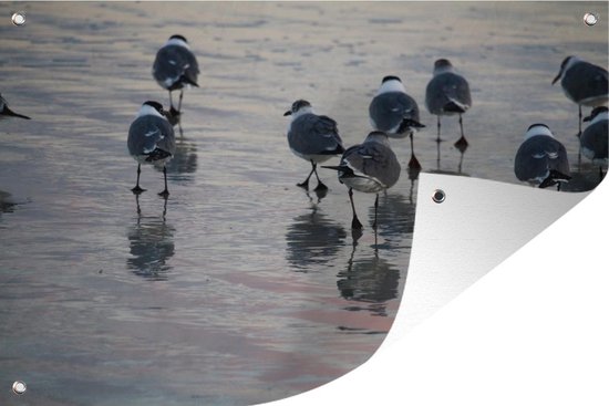 Meeuw - Water - Vogel - Tuinposter