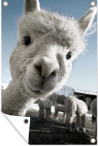 Tuindecoratie Alpaca - Dier - Wit - 40x60 cm - Tuinposter - Tuindoek - Buitenposter