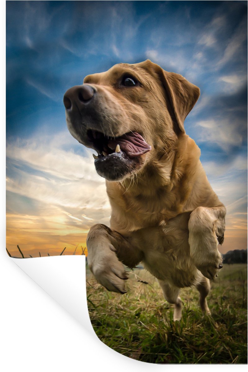 Muurstickers - Sticker Folie - Kleurrijke lucht boven deze Labrador Retriever - 80x120 cm