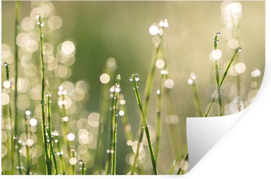 Stickers muraux - Rosée précoce sur brins d'herbe - 90x60 cm - Film adhésif