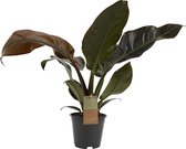 FloriaFor - Philodendron Imperial Red Feel Green - - ↨ 45cm - ⌀ 14cm