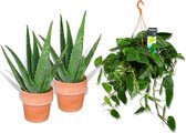 Combi-pakket Aloe Vera & Hangplant Scandens - 2x Aloe vera in terra cotta pot - 1x Hangplant Philondendron Scandens -  30-45cm