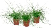 Set van 3 Kamerplanten - Juncus Liebeslocken - ± 35cm hoog - 12cm diameter