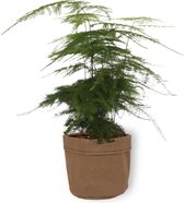Kamerplant Asparagus Plumosus – Aspergeplant - ± 25cm hoog – 12 cm diameter - in beige sierzak