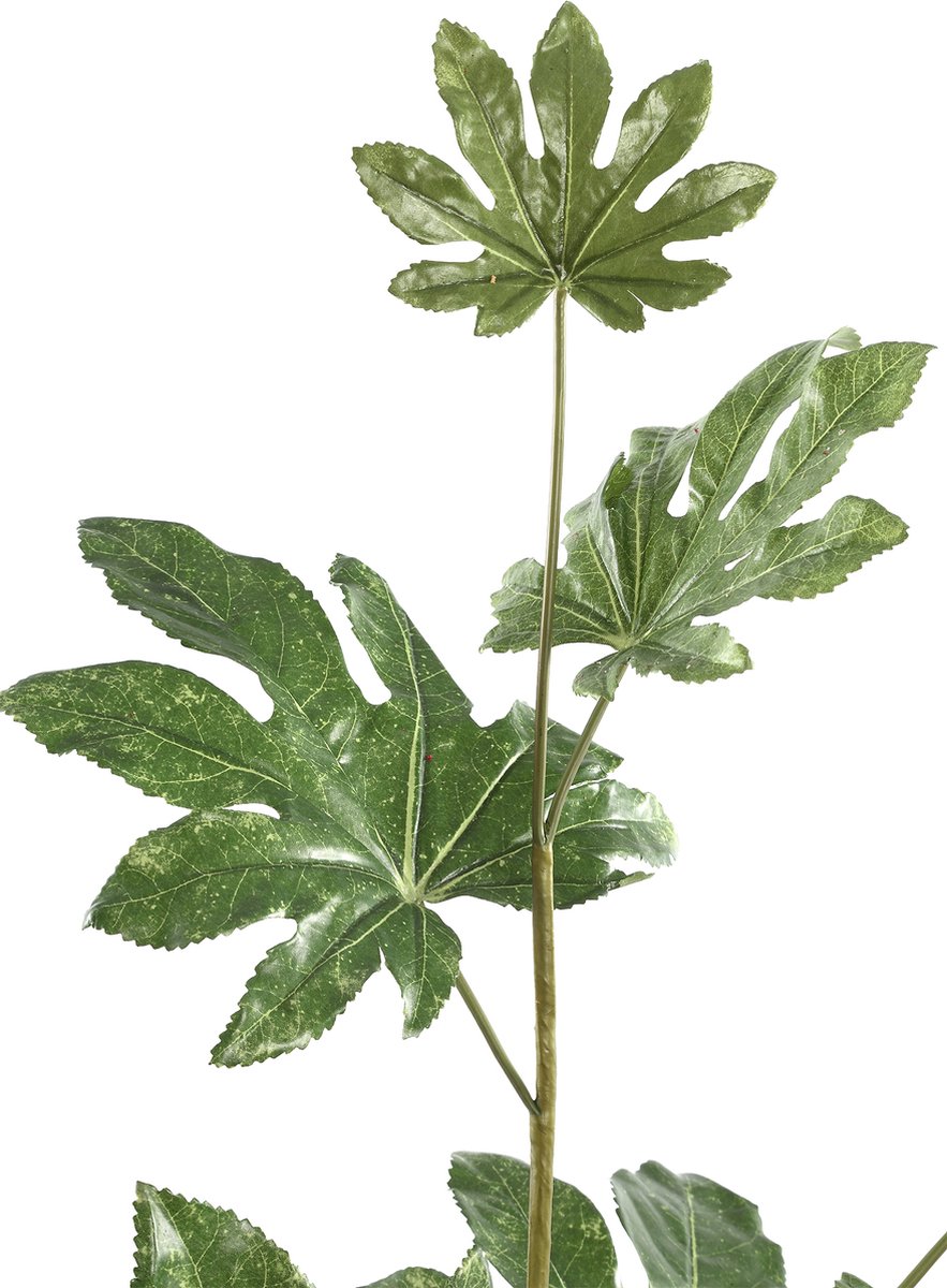 Leaves Plant groene fatasia tak