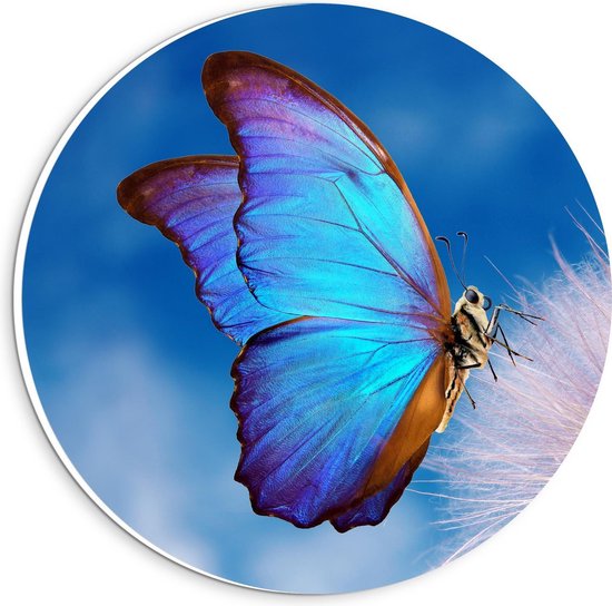 Forex Wandcirkel - Blauwe Vlinder op Witte Paardenbloem - 20x20cm Foto op Wandcirkel (met ophangsysteem)