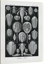 Limulus - Aspidonia (Kunstformen der Natur), Ernst Haeckel - Foto op Canvas - 30 x 40 cm