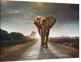 Olifant op weg - Foto op Canvas - 90 x 60 cm