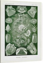 Pegasus - Teleostei (Kunstformen der Natur), Ernst Haeckel - Foto op Canvas - 45 x 60 cm