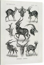 Antilope - Antilopina (Kunstformen der Natur), Ernst Haeckel - Foto op Canvas - 30 x 40 cm