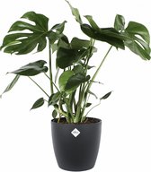 FloriaFor - Monstera In ELHO Sierpot (zwart) - - ↨ 80cm - ⌀ 24cm