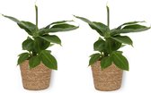 2x Kamerplant Musa Tropicana - Bananenplant - ± 30cm hoog - 12cm diameter - in bruine mand