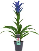 Plantjescoren.nl Decorum Guzmania Ocean Blue ↕ 55 cm Pot Ø 13 cm