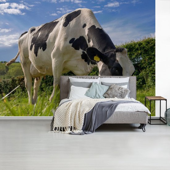 Une vache frisonne broutant par une journée d'été ensoleillée papier peint photo vinyle largeur 375 cm x hauteur 280 cm - Tirage photo sur papier peint (disponible en 7 tailles)