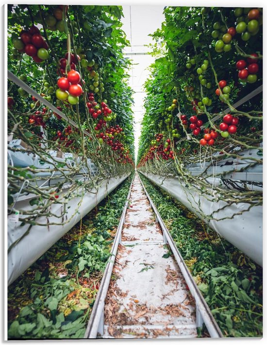 Forex - Tussen de Tomatenplanten - 30x40cm Foto op Forex