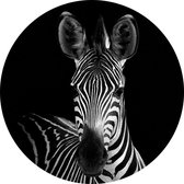 Zebra op zwarte achtergrond - Foto op Behangcirkel - ⌀ 100 cm