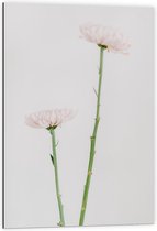 Dibond - Roze Bloemen - 60x90cm Foto op Aluminium (Wanddecoratie van metaal)