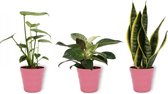 Set van 3 Kamerplanten - Philodendron White Wave & Monstera Deliciosa & Sansevieria Superba - ±  30cm hoog - 12cm diameter - in roze pot