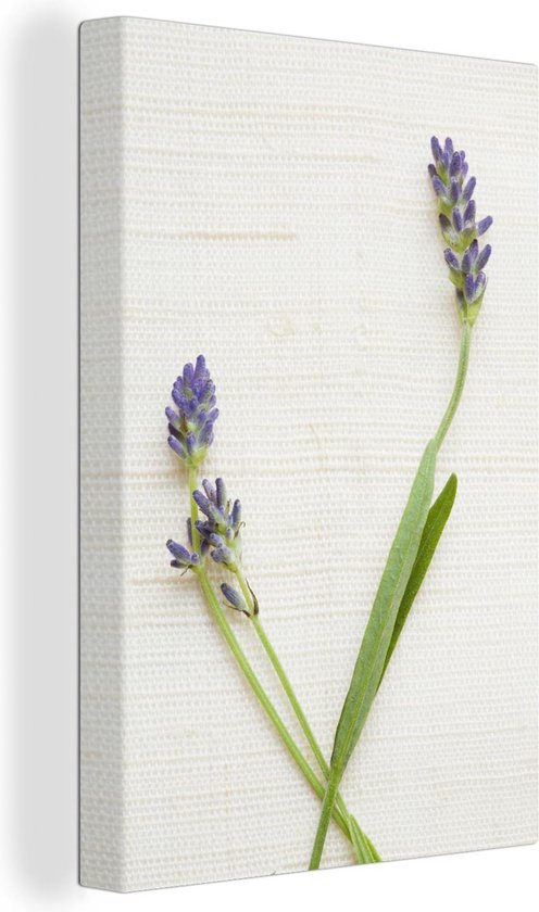 Canvas Schilderij Studio shot van lavendel - 20x30 cm - Wanddecoratie