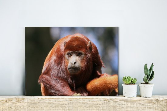 Gros plan singe hurleur rouge 40x30 cm - petit - tirage photo sur toile (Décoration murale salon / chambre) / animaux sauvages Peintures sur toile