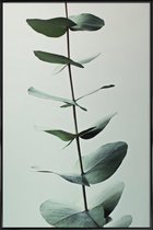 JUNIQE - Poster met kunststof lijst Eucalyptus Green -13x18 /Groen &