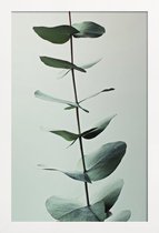 JUNIQE - Poster in houten lijst Eucalyptus Green -40x60 /Groen & Wit