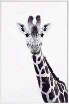 JUNIQE - Poster in kunststof lijst Giraffe -20x30 /Grijs & Wit