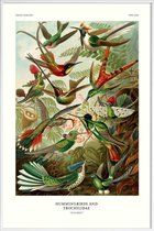 JUNIQE - Poster met kunststof lijst Haeckel - Hummingbirds and