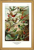 JUNIQE - Poster in houten lijst Haeckel - Hummingbirds and Trochilidae