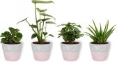 Set van 4 Kamerplanten - Aloe Vera &  Peperomia Green Gold  & Coffea Arabica & Monstera Deliciosa - ± 25cm hoog - 12cm diameter - in betonnen roze pot