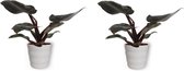 2x Kamerplant Philodendron Black Cardinal  | Speciale Kamerplant | ± 25cm hoog | 12cm diameter - in witte pot