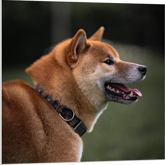 Forex - Zijaanzicht van Hond met Halsband - 80x80cm Foto op Forex