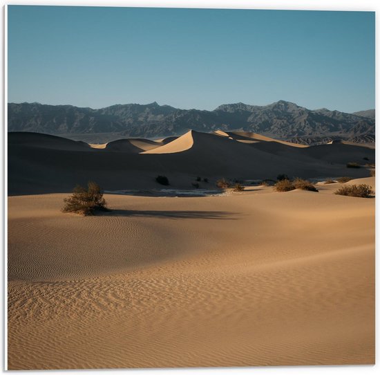 Forex - Woestijn  - 50x50cm Foto op Forex