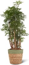 We Love Plants - Polyscias Fruticosa + Mand Irma - 75 cm hoog - Aralia