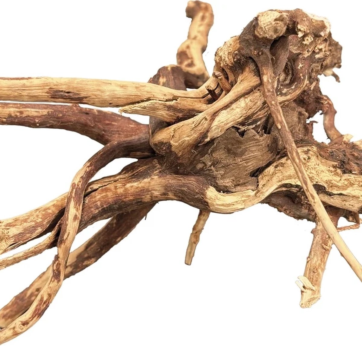 BIOART Spider Wood 10-15CM