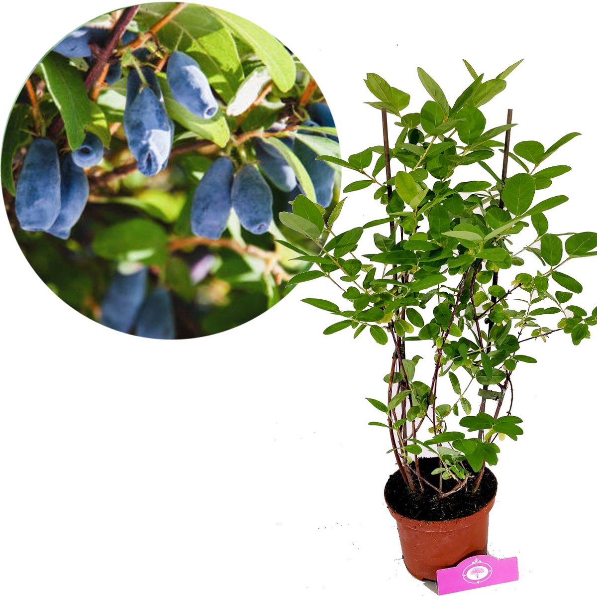 Lonicera caerulea 'Larisa' - honingbes - Hoogte 70cm - 2 liter pot